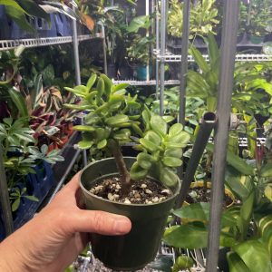 Jade Plant - 4” Pot