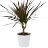 Dracaena 'Marginata Magenta' - 4" Pot - Image 2