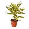 Dracaena 'Song of India' - 4" Pot - Image 2