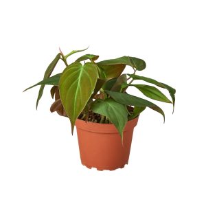 Philodendron Micans- 4" Pot