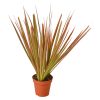 Dracaena 'Colorama' - 4" Pot - Image 2