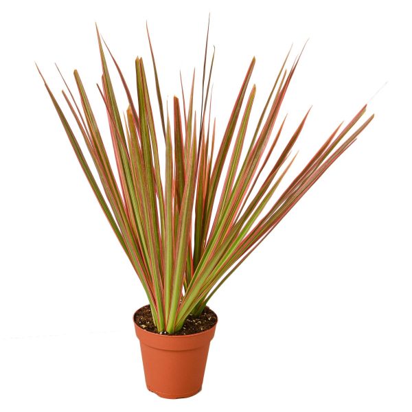 Dracaena 'Colorama' - 4" Pot