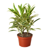 Dracaena 'Song of India' - 6" Pot - Image 2