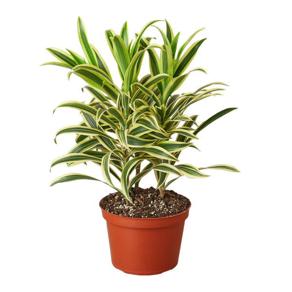 Dracaena 'Song of India' - 6" Pot