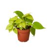 Philodendron 'Neon' - 4" Pot - Image 2