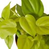 Philodendron 'Neon' - 4" Pot - Image 3