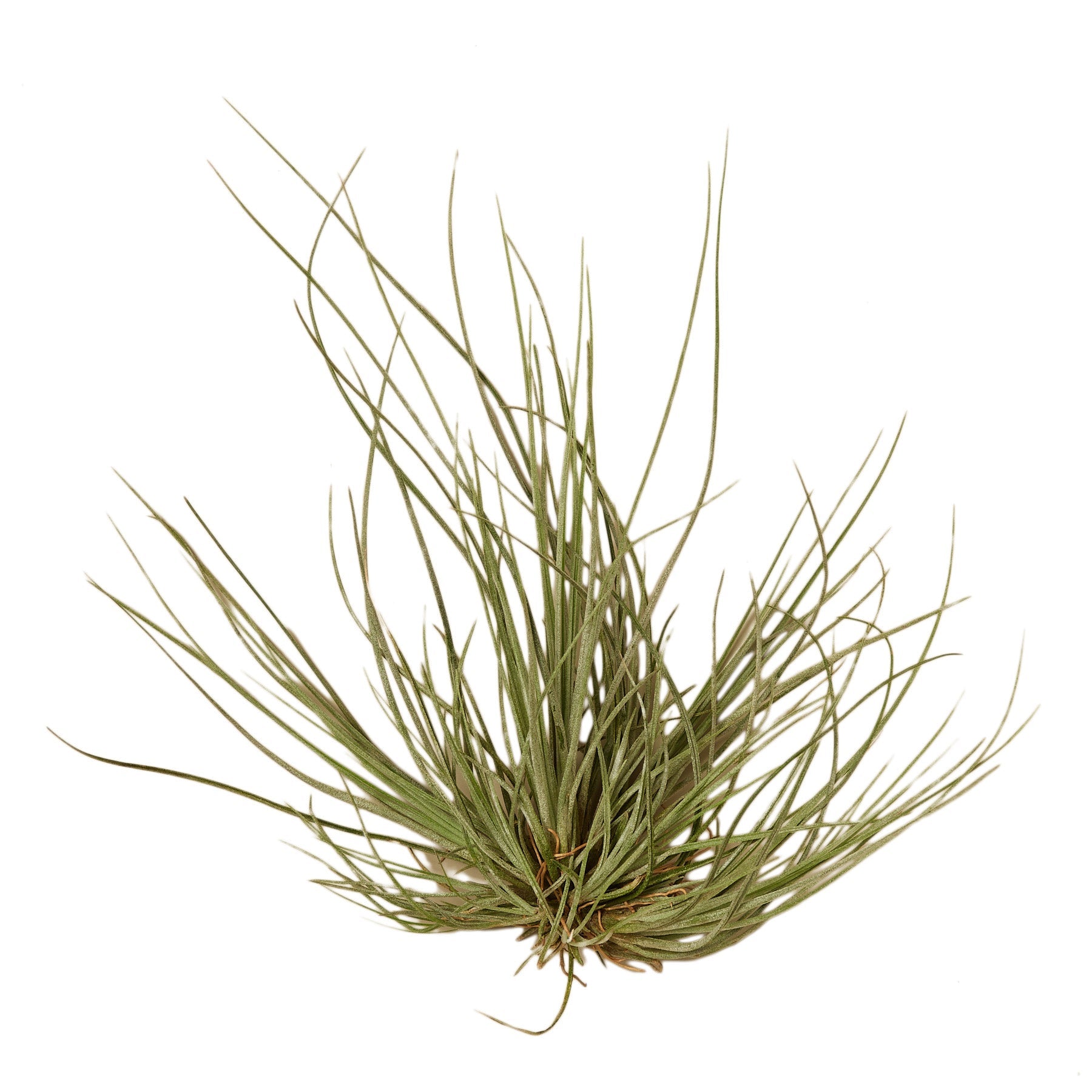 Tillandsia Air Plant Tenuifolia - 5 Pack