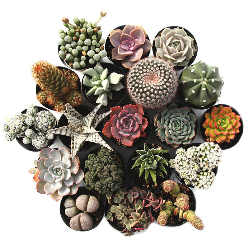 Succulents and Cacti