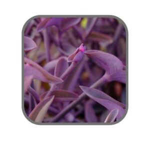 Tradescantia Pallida Purple Heart- 4" Pot